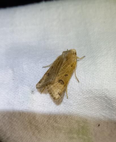 Réf. 293 971 : Agrochola lunosa